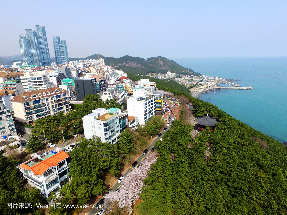 Cherry Brossom在海云台,釜山,韩国,亚洲的Da