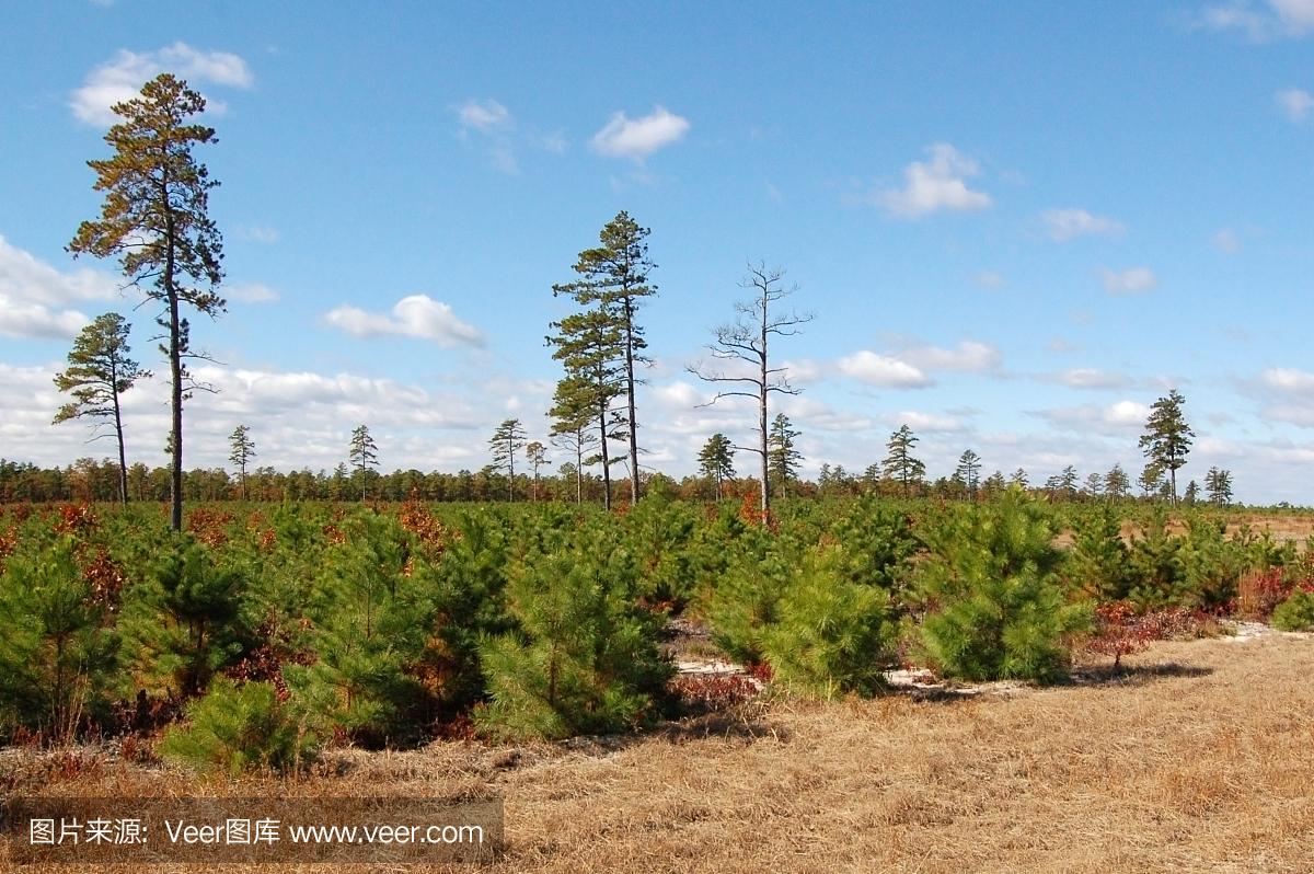 松木荒地,拜伦斯松林,百瑞斯松林,白瑞思松树
