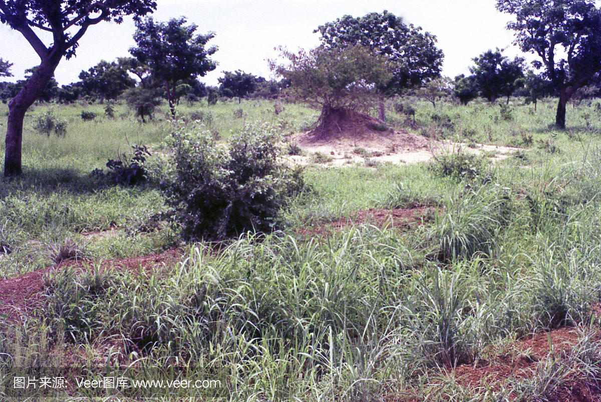 湿季苏丹大草原和白蚁土地布基纳法索西非