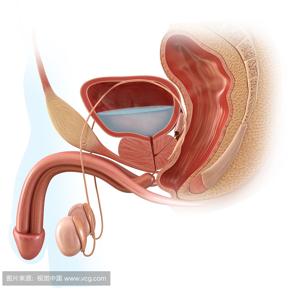 男性生殖系统,插图