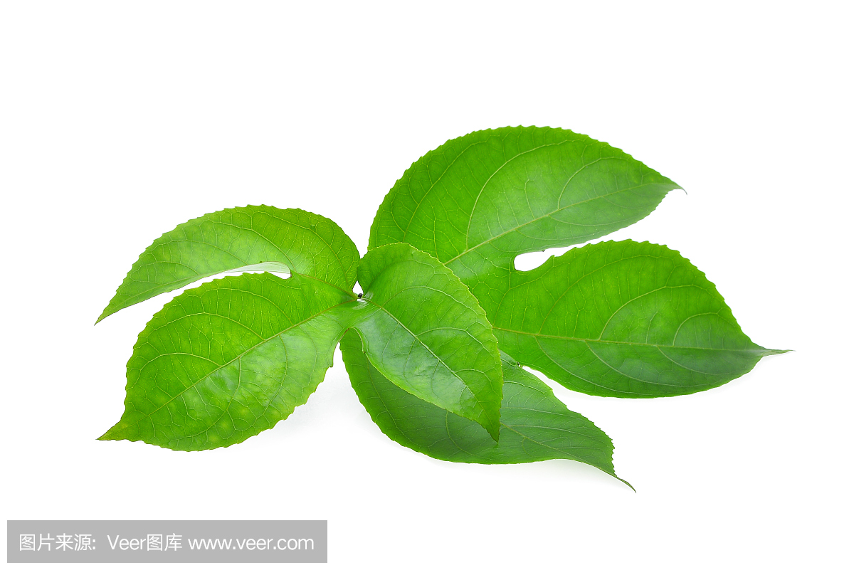 在白色背景隔绝的西番莲果绿色叶子