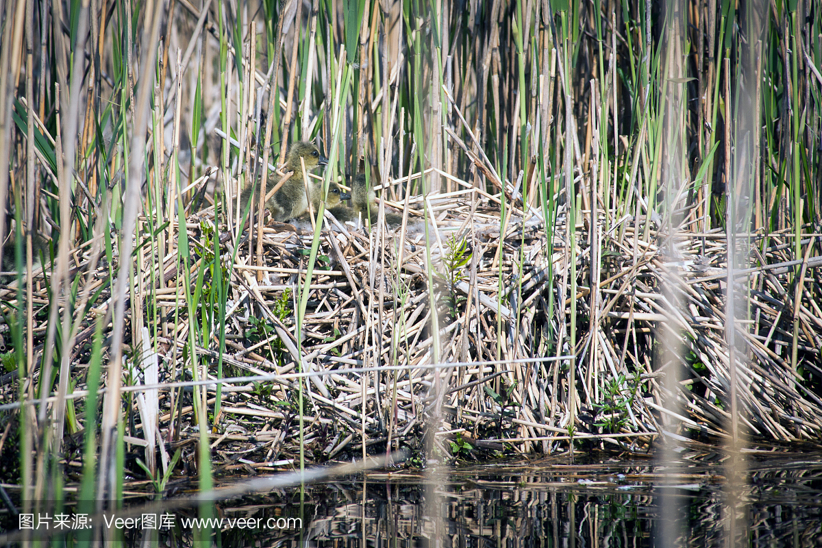小鸭子在巢里
