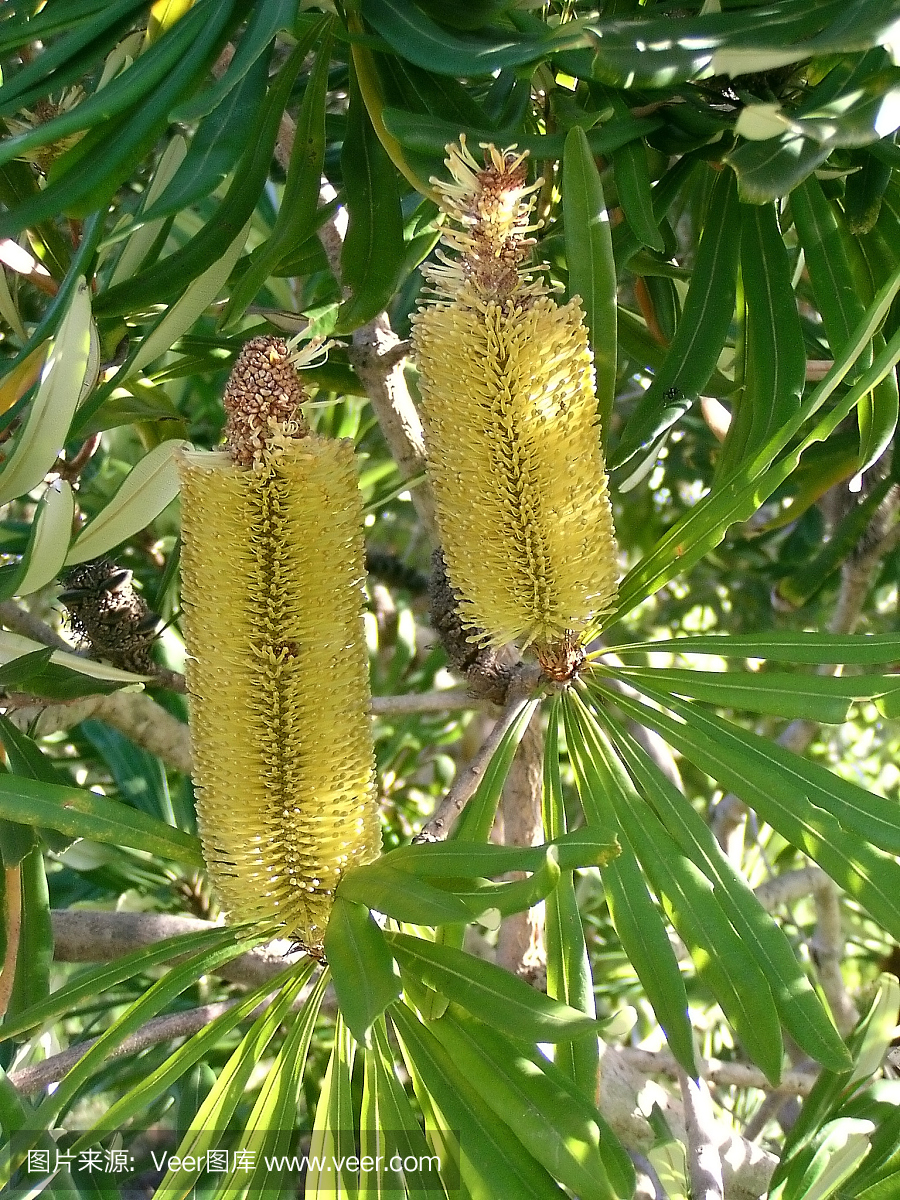 防臭木,油鞭草属,拨克西木属,石南灌丛