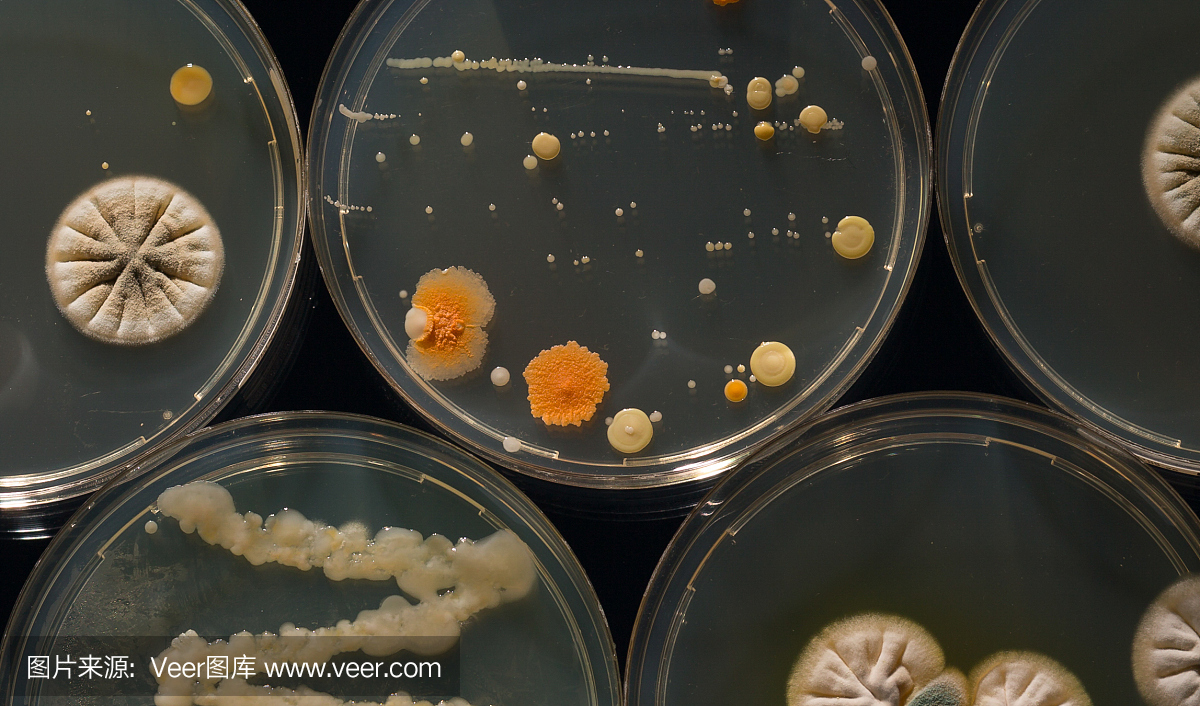 具有培养微生物,真菌和微生物培养物的培养皿