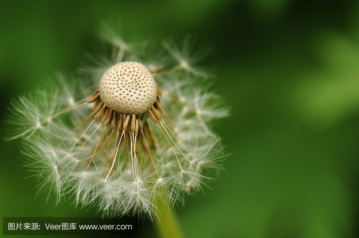 无性生殖,无性繁殖,无性繁值,孢子