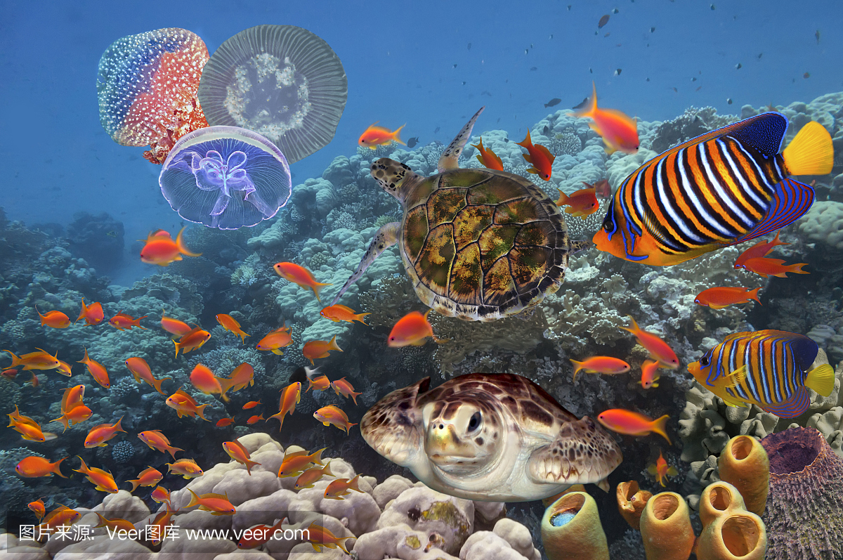 五颜六色的珊瑚礁与许多鱼