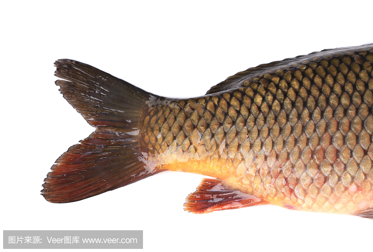 鲤鱼河,卡普河,尾巴,后部