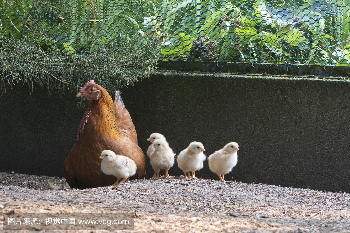 矮小新罕布什尔州,母鸡与小鸡,Emsland,下萨克