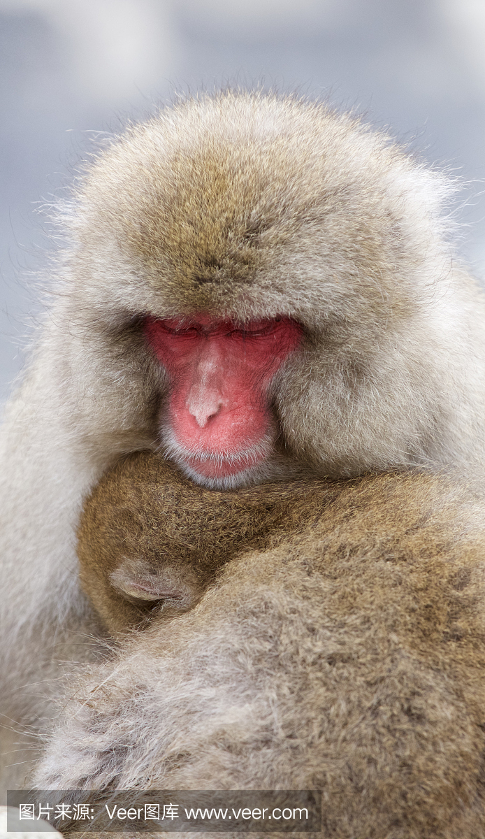 Snow Monkey - Mother and Child in Japan
