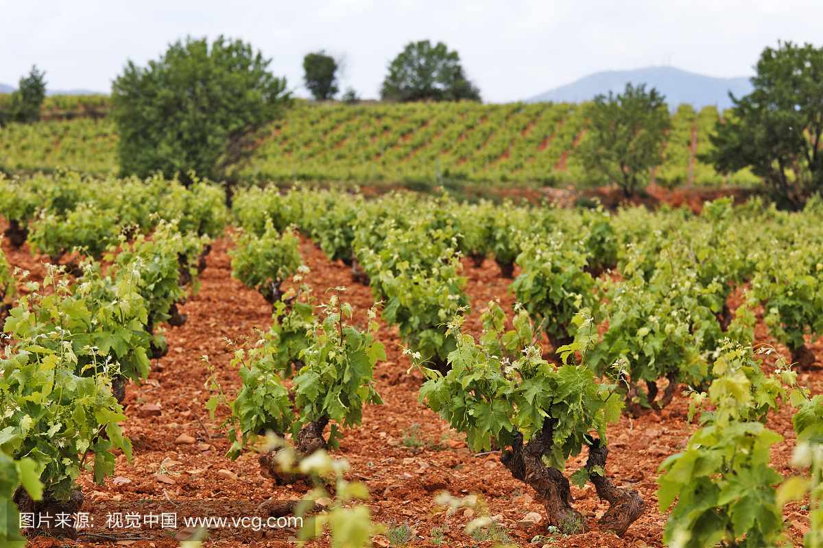 葡萄藤,Carinena,萨拉戈萨省,阿拉贡,西班牙