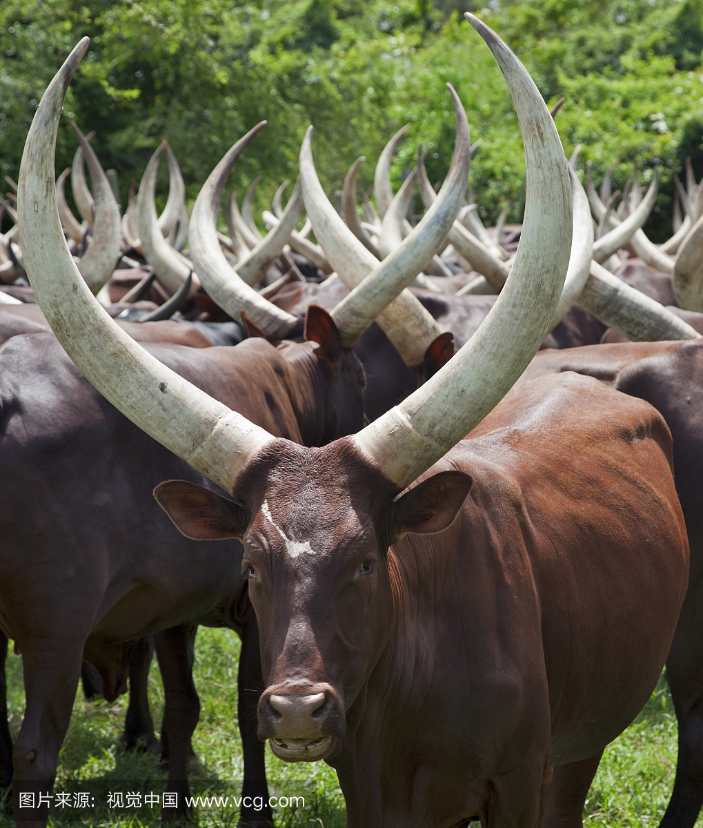 壮观的长角安科尔牛属于牧区巴哈马人,其文化