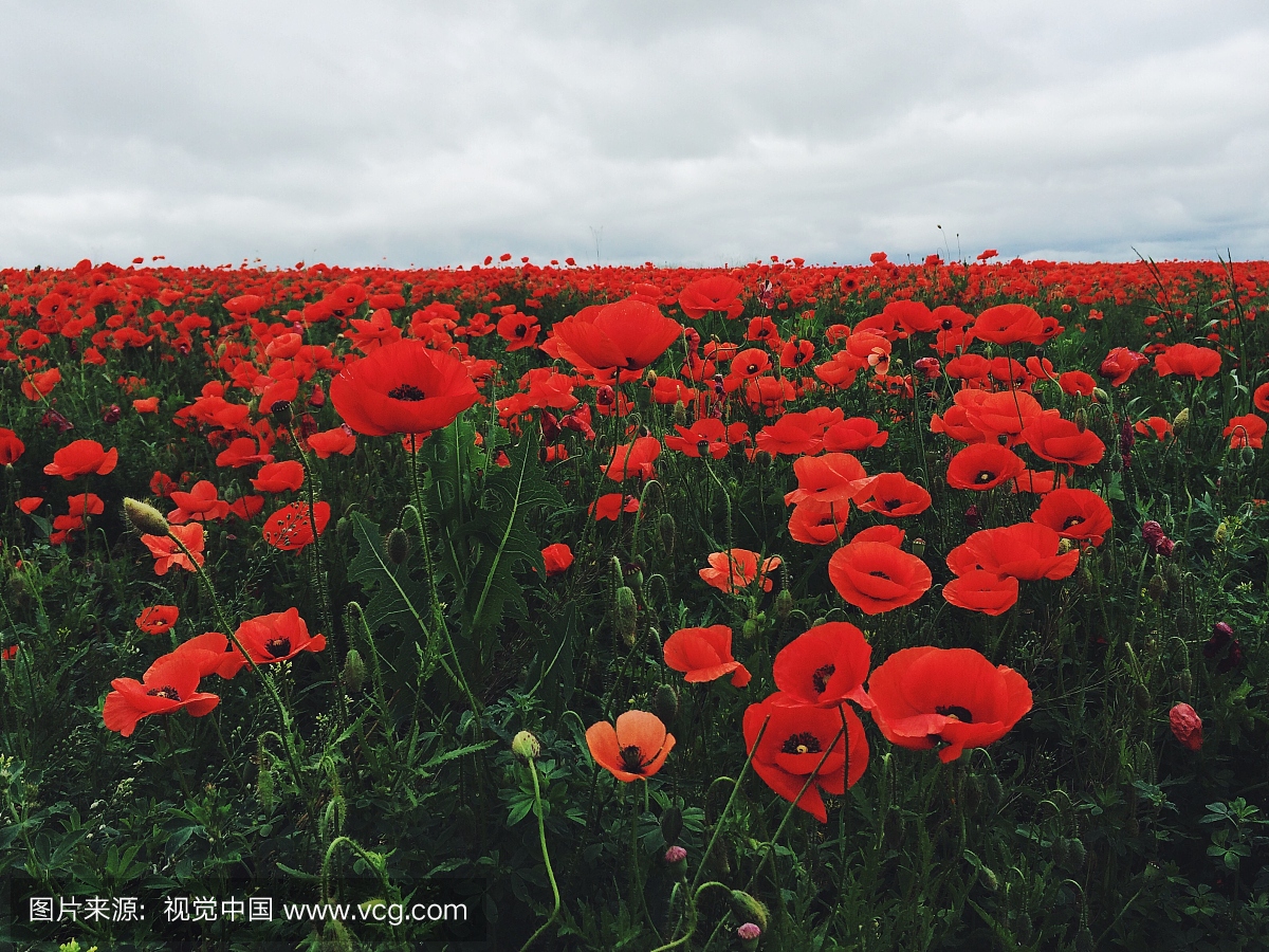 风景,德涅斯特河沿岸摩尔达维亚共和国,花坛,花