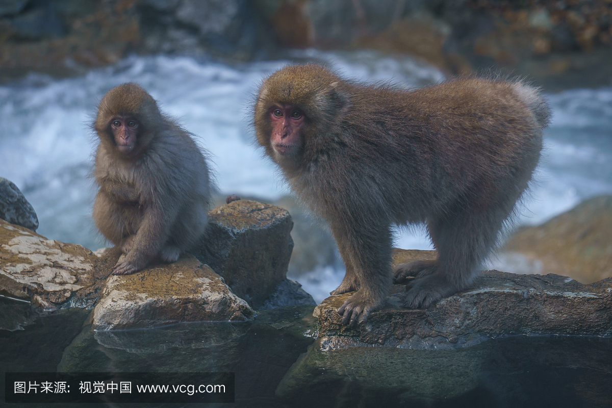 日本猕猴桃日本猕猴,日本长野吉冈ani猴公园