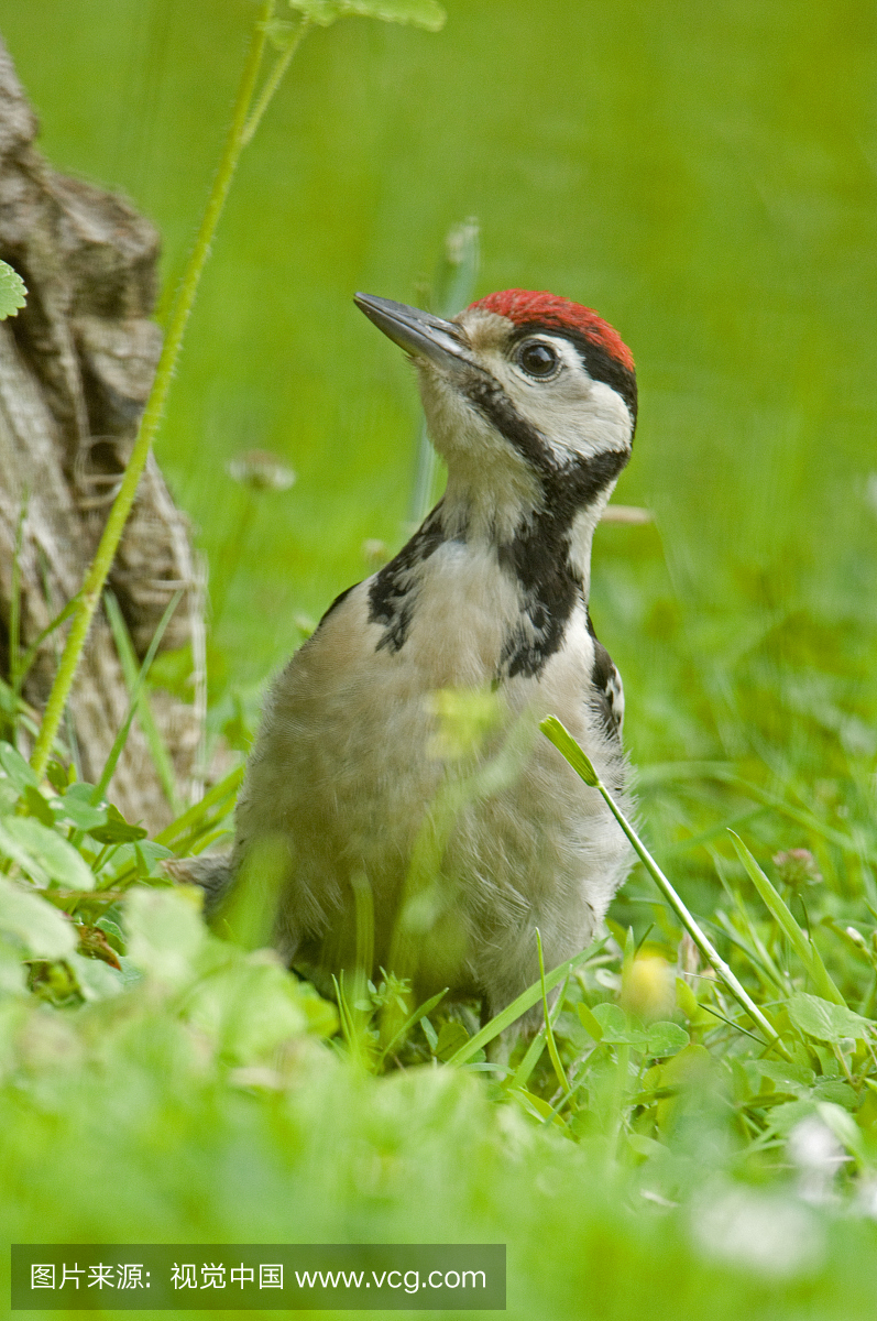 大啄木鸟(Dendrocopus Major)少年,法兰西岛,欧