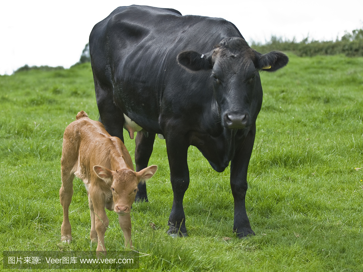 年轻的棕色小牛站立在一头牛在一个领域