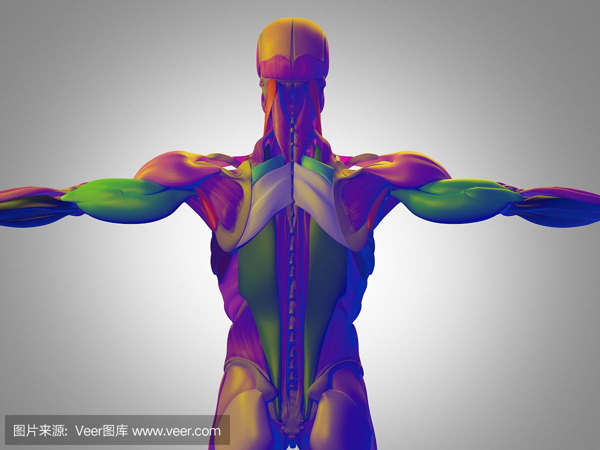 人体解剖,躯干背部肌肉。3d图。
