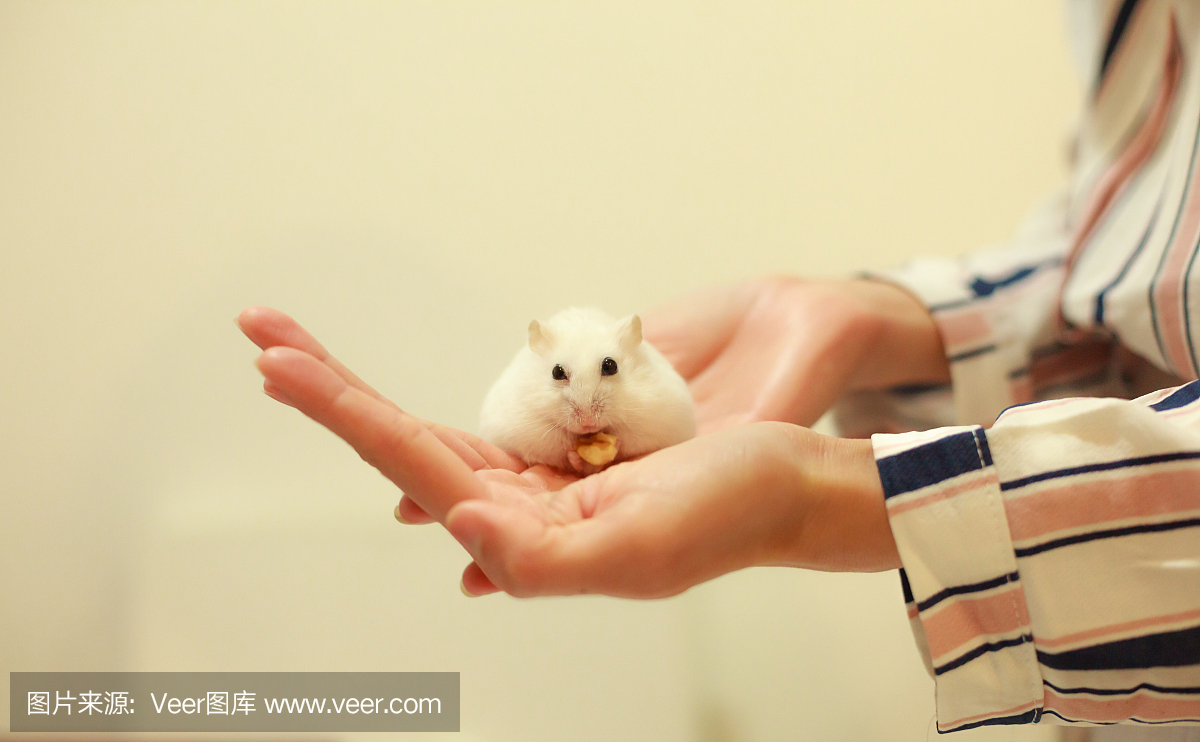 仓鼠,大老鼠,硕鼠,大田鼠