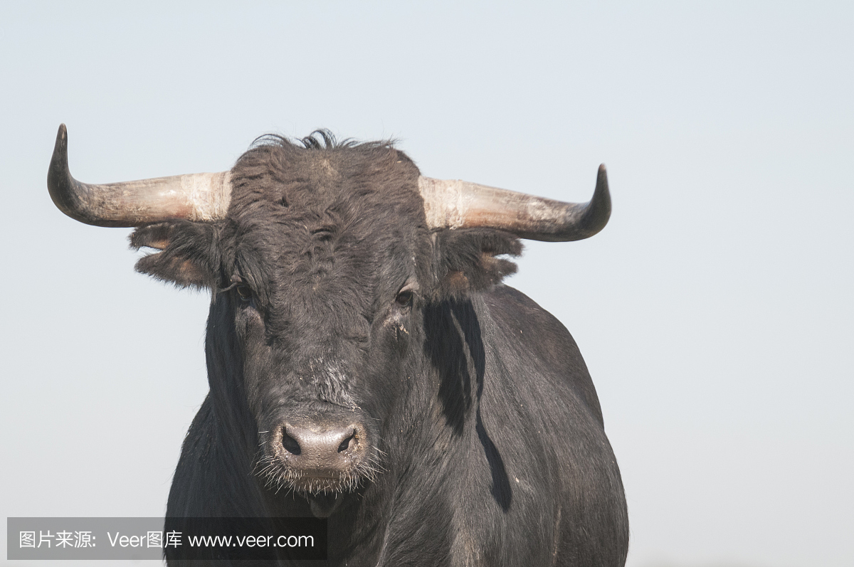 斗牛比赛,斗牛,斗牛赛,西班牙斗牛