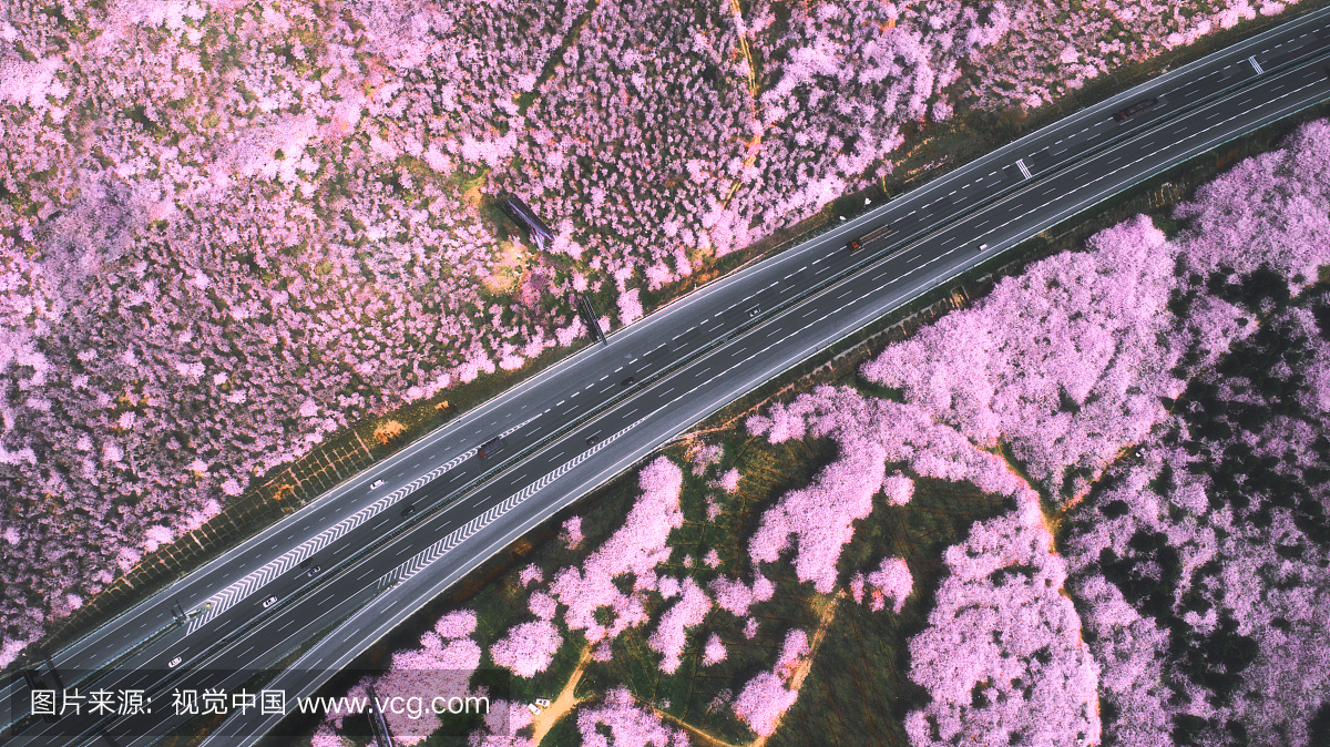 航拍花海 航拍高速公路 花海公路
