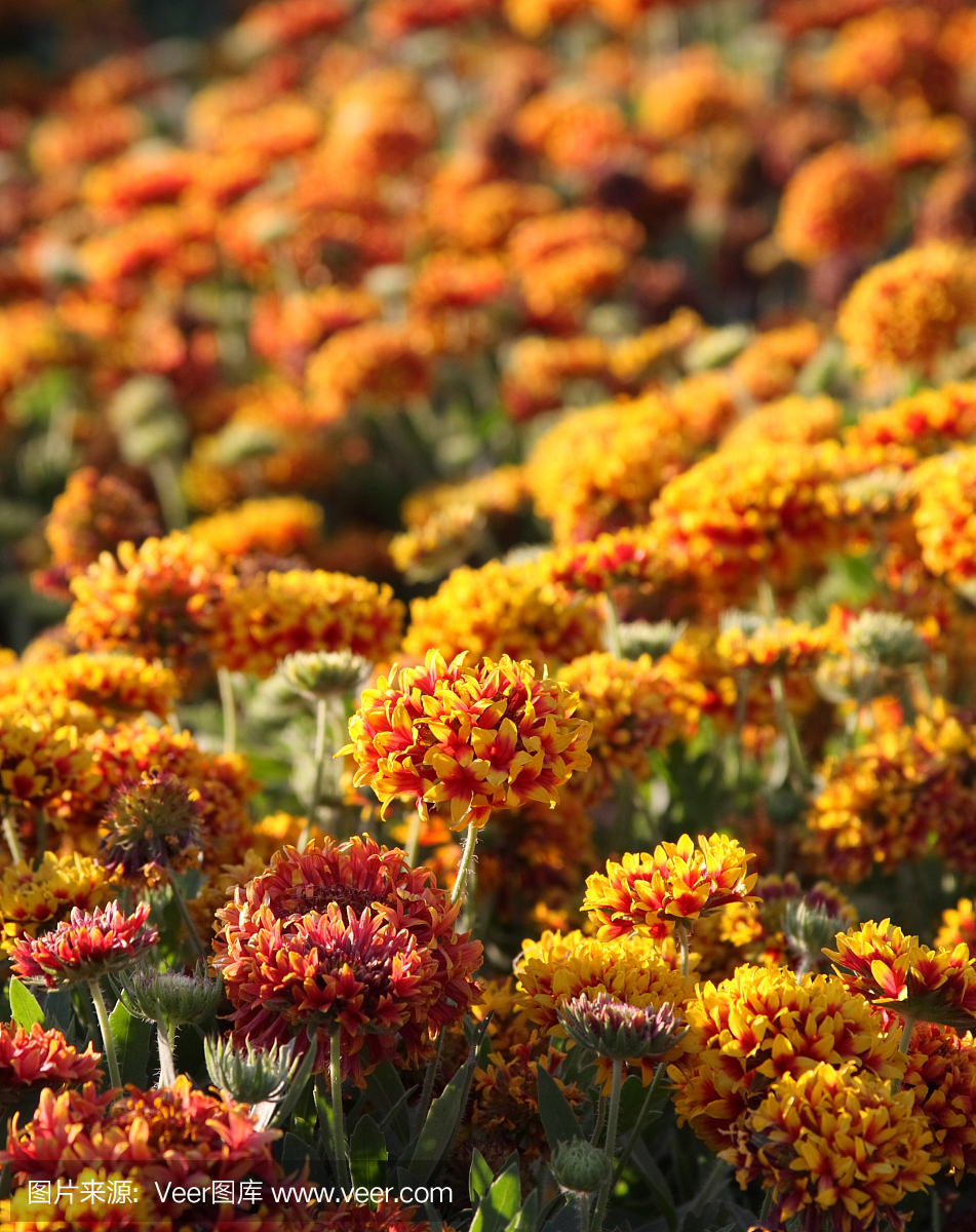 枯草热,干草热,花粉过敏症,花粉热
