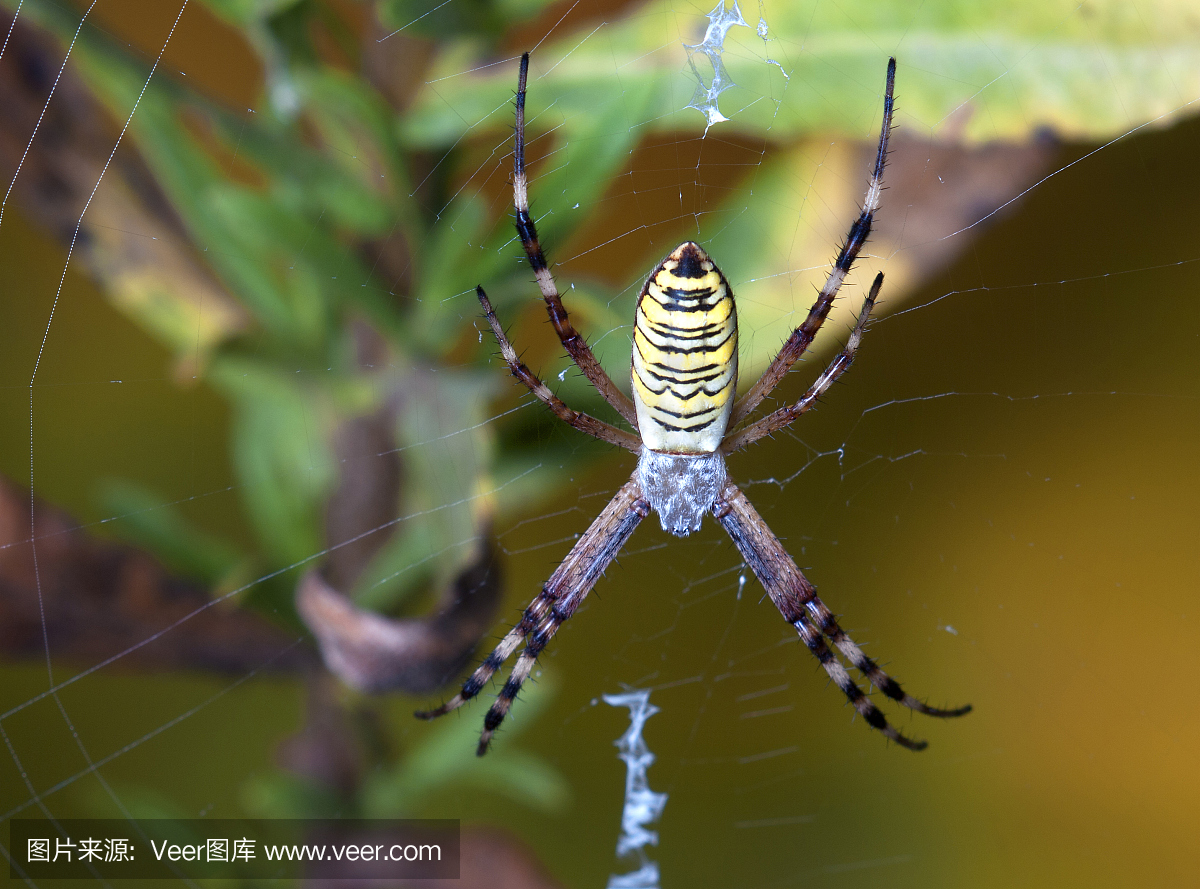 她的蜘蛛网中的黄黑蜘蛛 - Argiope bruennichi