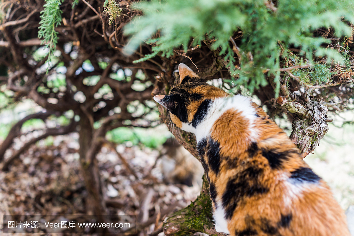 白桦猫爬上树丛和嗅闻树枝的特写