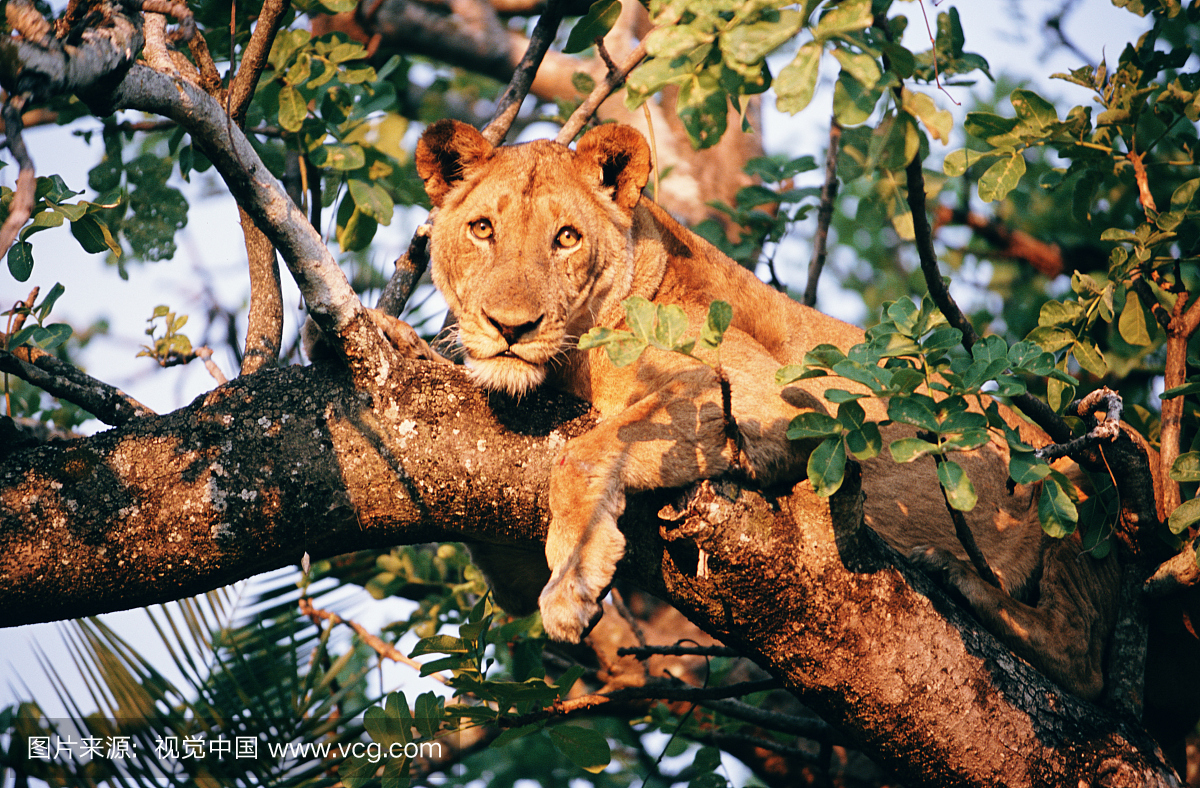 赞比亚,Kafue国家公园,雌花(Panthera利奥)在树