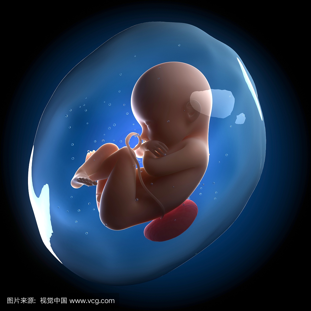 一到十个月的胎儿图片