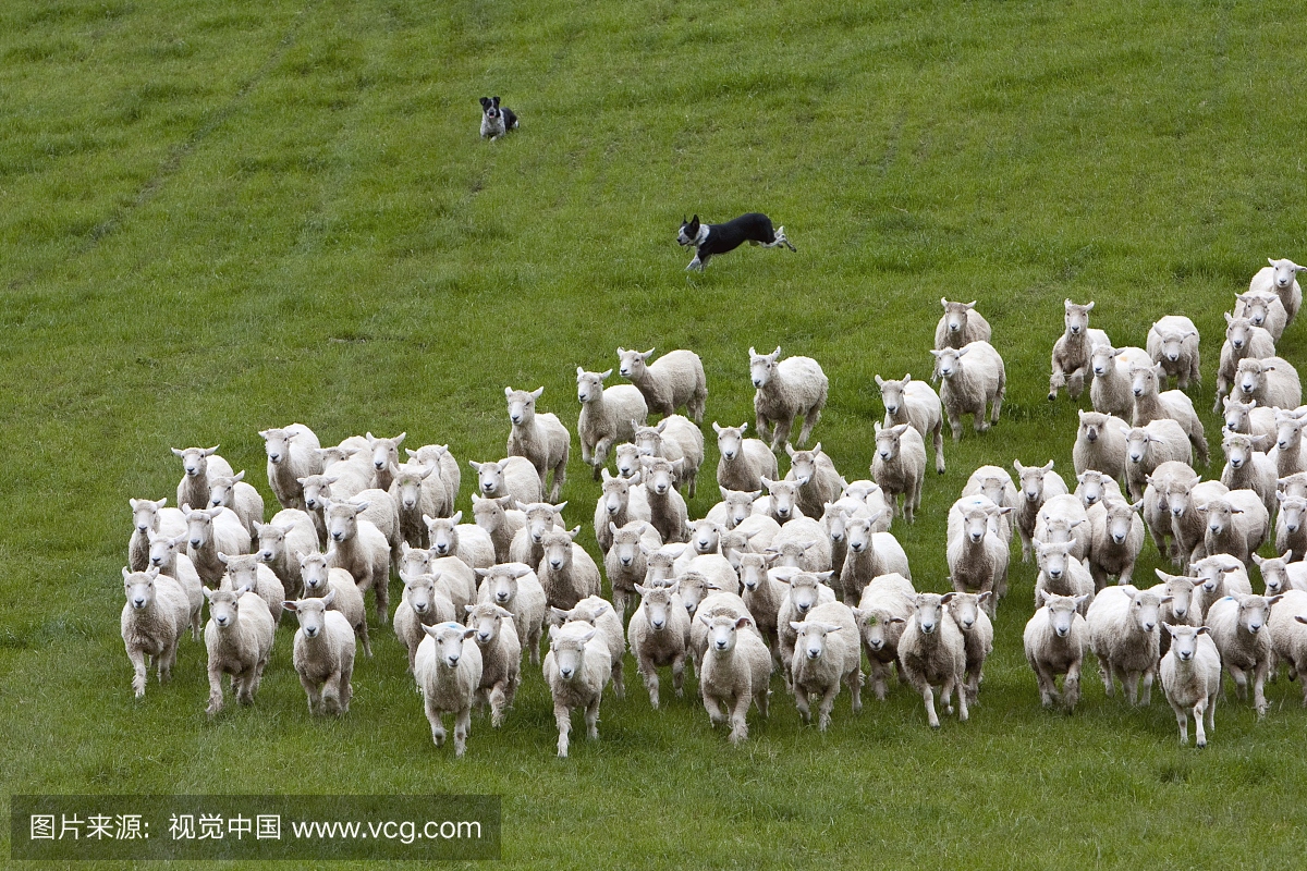 头狗将罗姆尼羊聚集到羊群中并驱赶他们回家。