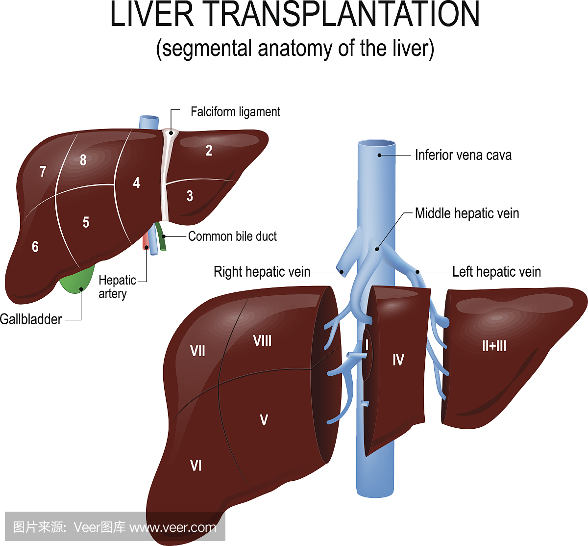 肝移植。肝脏节段性解剖