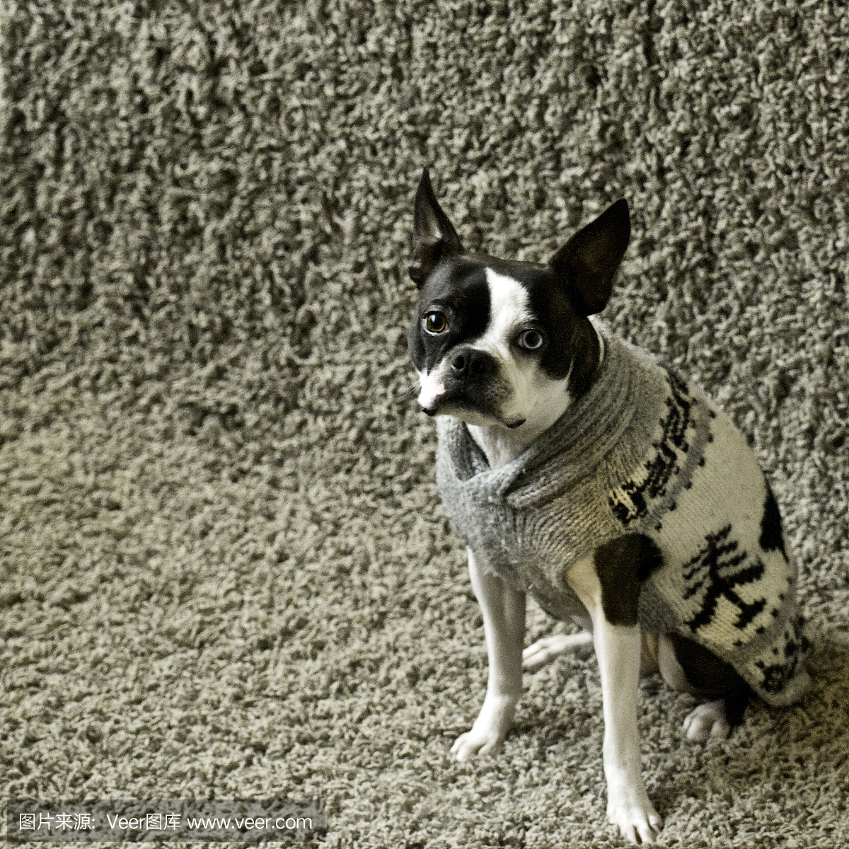A Boston Terrier Wearing a Cowichan Sweater