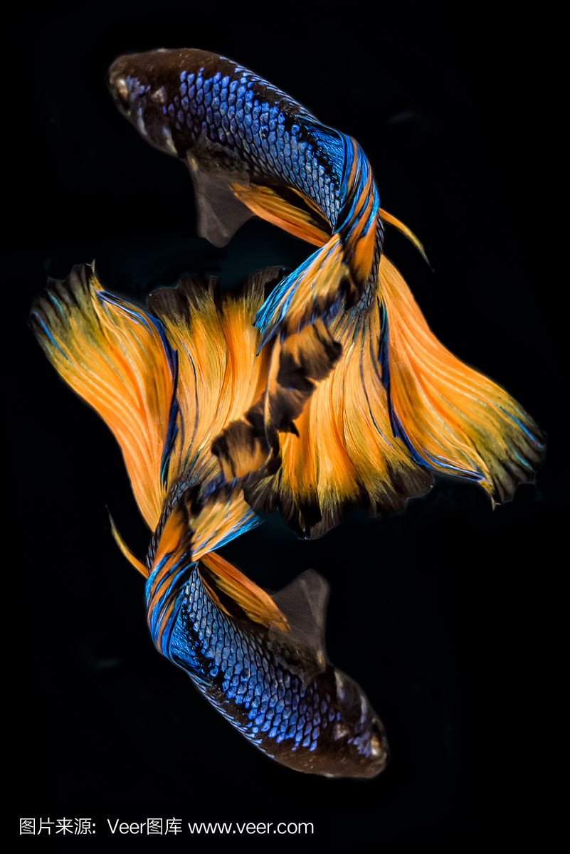 斗鱼(暹罗斗鱼),蓝色和黄色黑色孤立。这种色彩