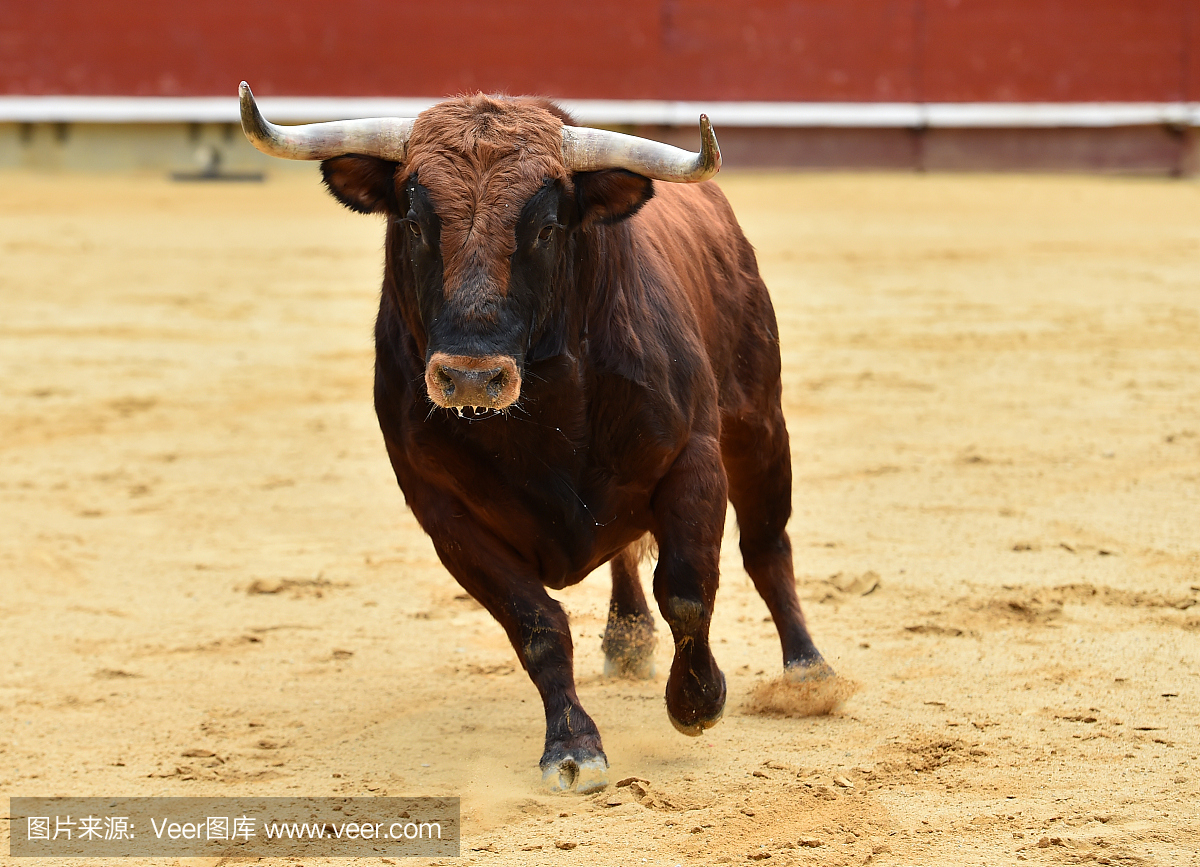 欧洲公牛在西班牙