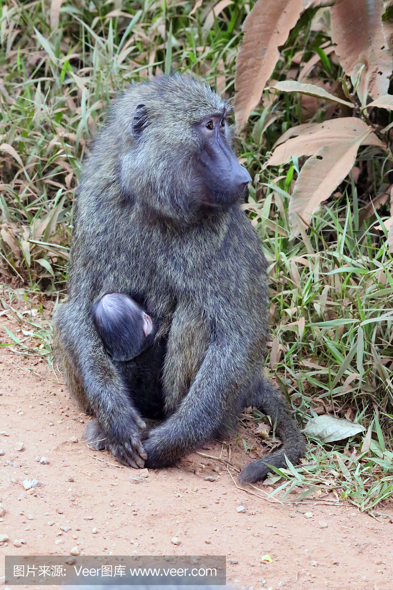 乌干达:狒狒吮吸婴儿 - 基巴莱森林