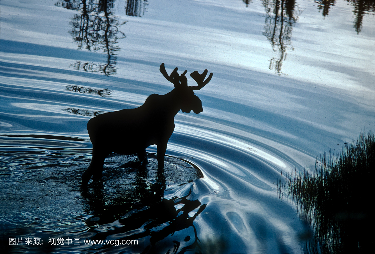 一头公牛的麋鹿在黄石湖岸边的一个浅水池中饲