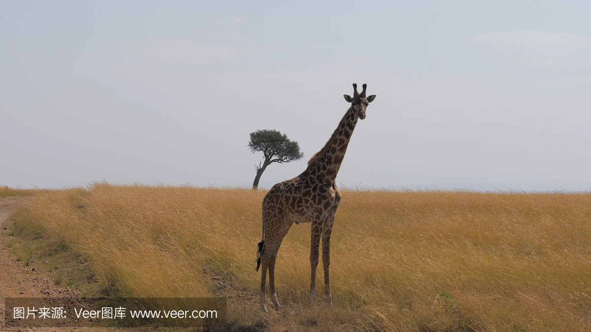 孤独的长颈鹿站在非洲大草原。马赛马拉,肯尼