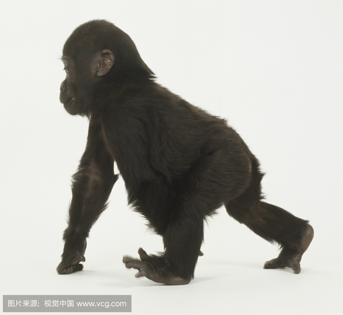 婴儿大猩猩四肢,向前走,脚趾张开,指关节在地板