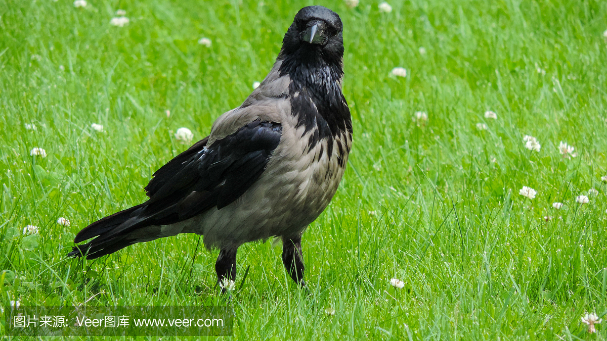 灰色的大乌鸦在绿色的草地上