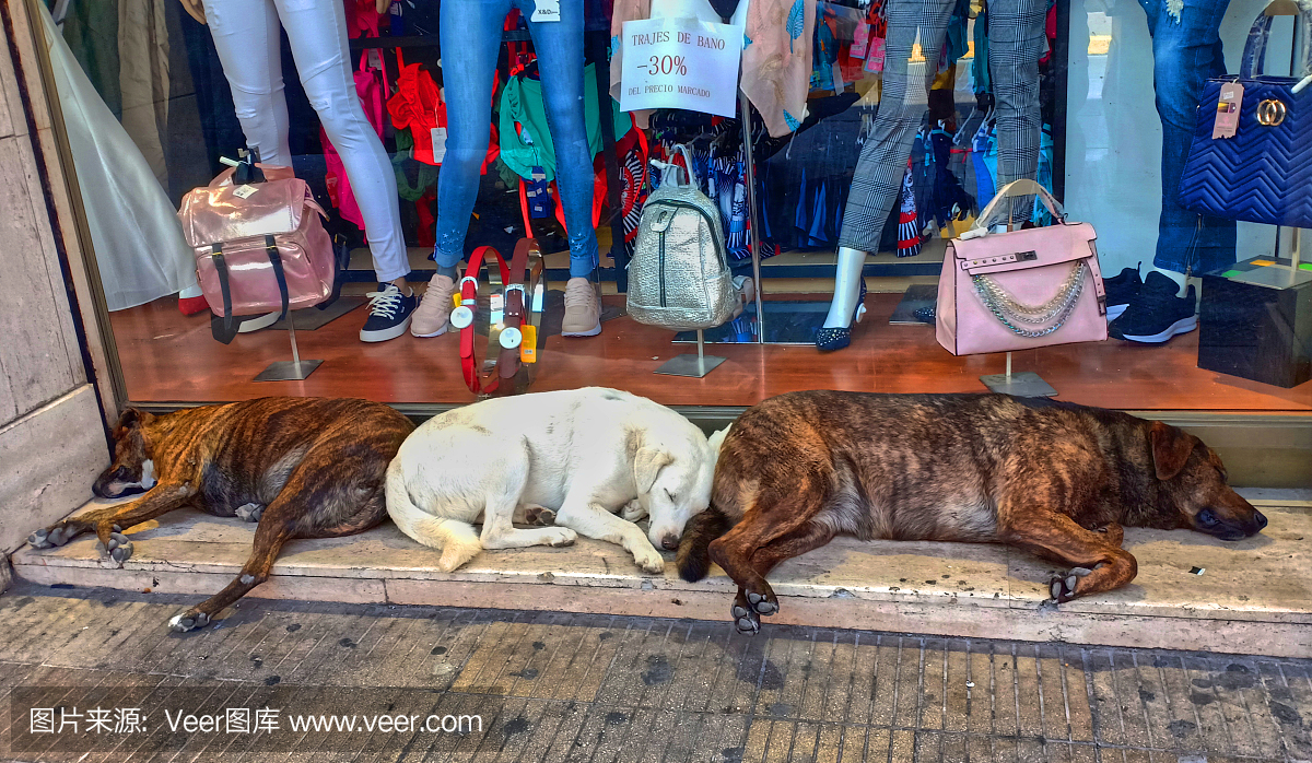 无人,睡觉,三只动物,犬科的