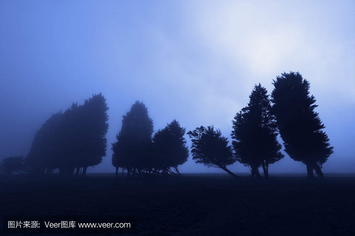 可怕的森林在晚上