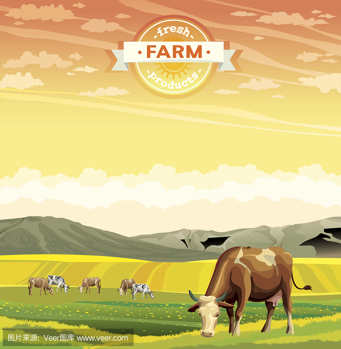 家牛,家养牛,母牛,大型母兽