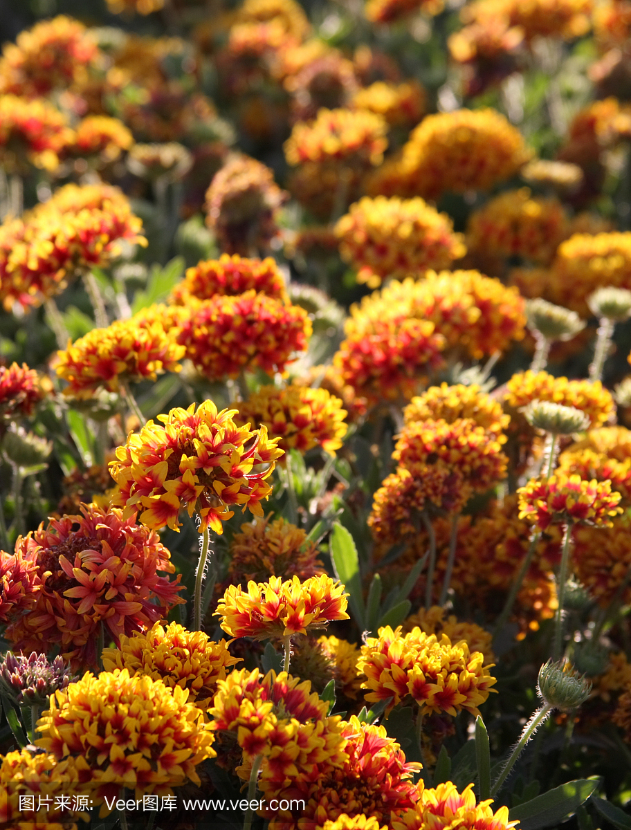 枯草热,花粉热,花粉过敏症,干草热