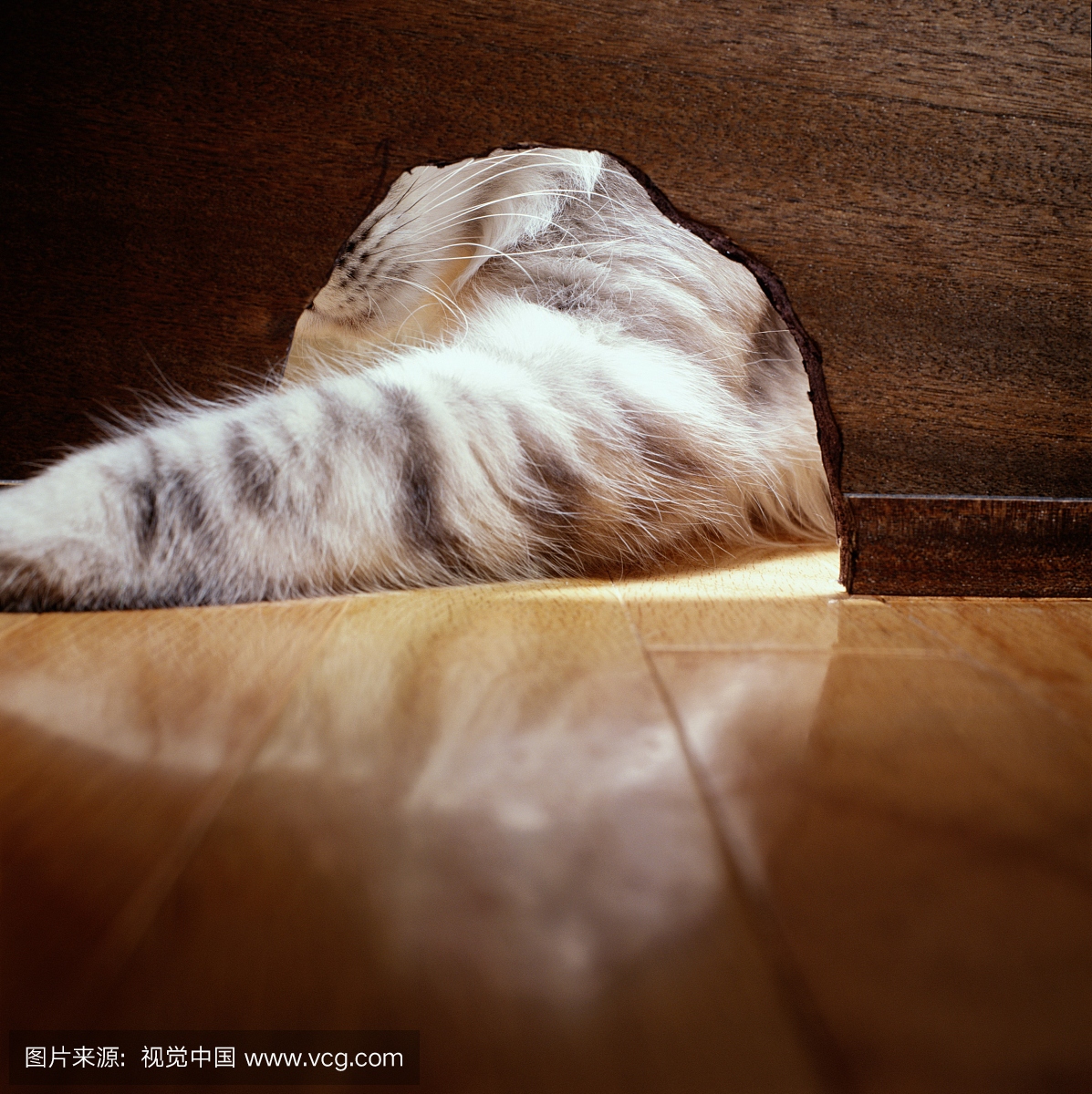 耗子洞,老鼠洞,鼠洞,纯种猫