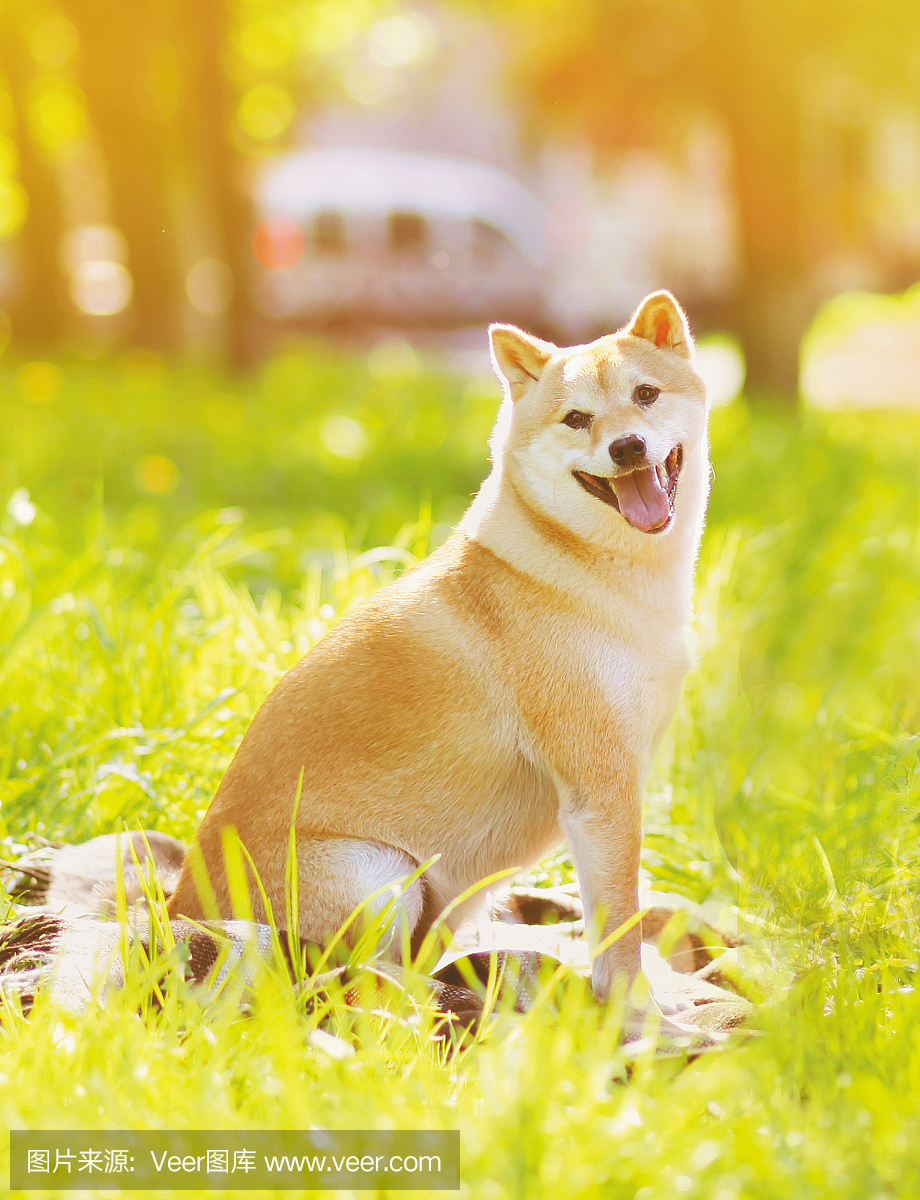 夏天照片快乐的狗Shiba Inu坐在草地上