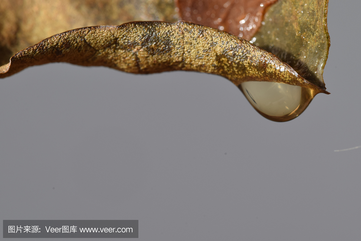 水,摄影,液体,表面张力