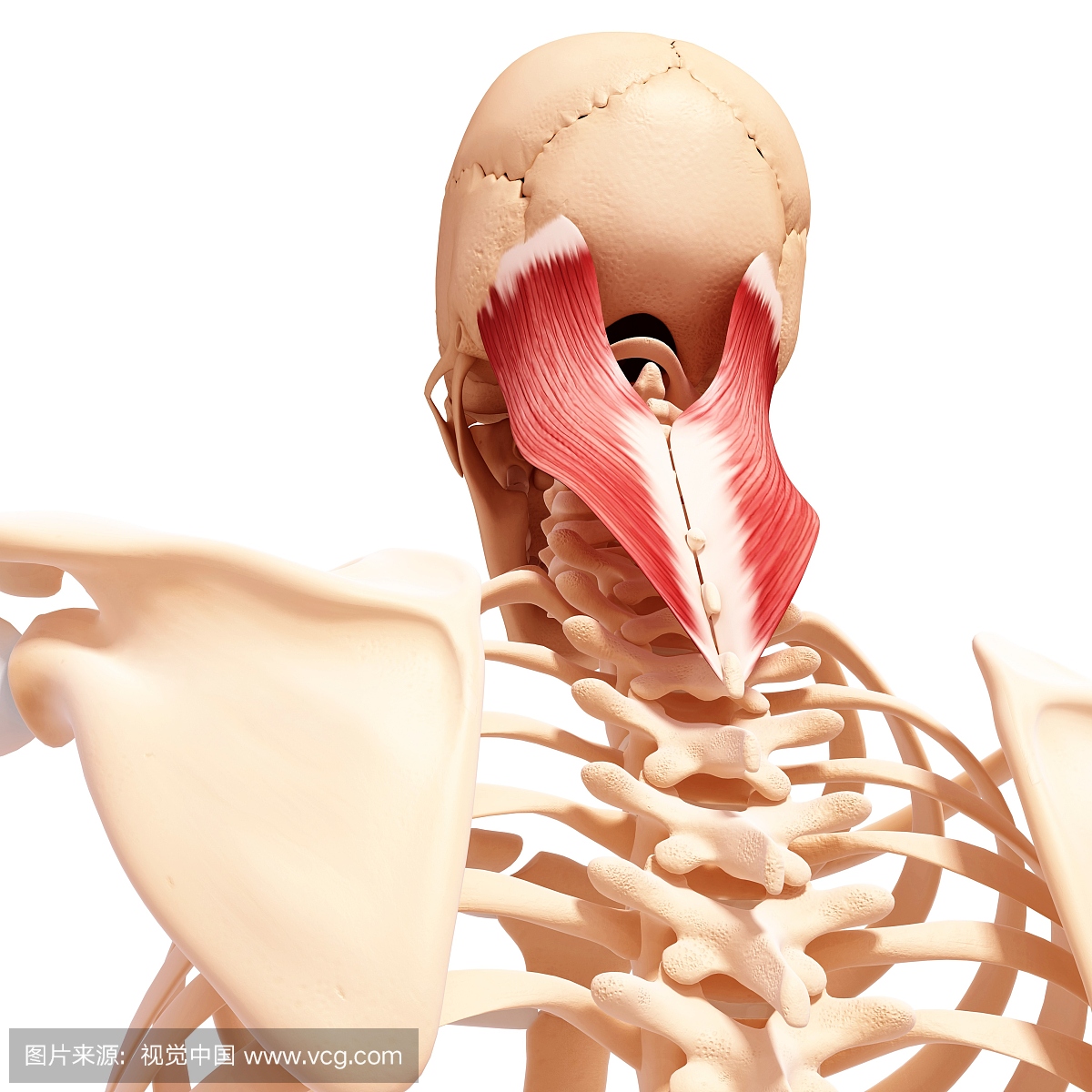人类颈部肌肉组织,电脑艺术品。