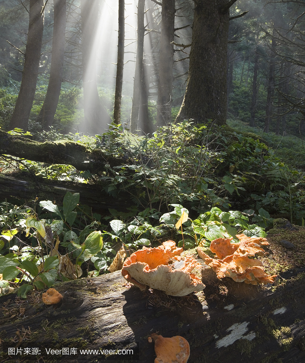 阳光照射在俄勒冈州Cape Lookout SP的真菌