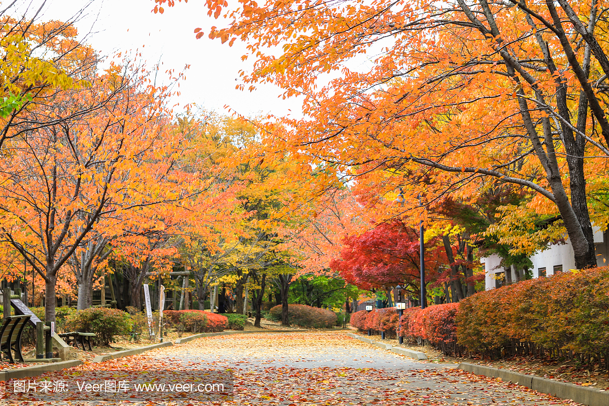 日本秋天,在日本长野的Obuse公园的美丽的秋
