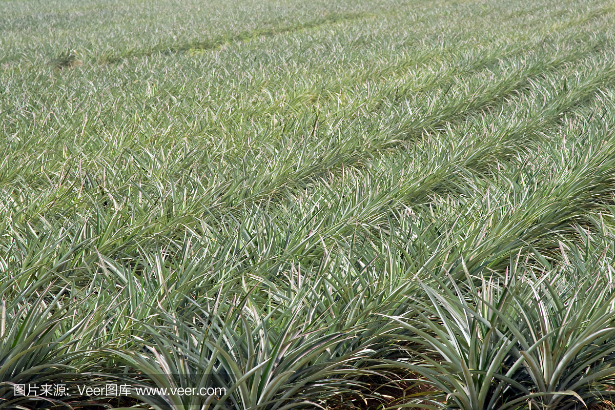 菠萝种植园