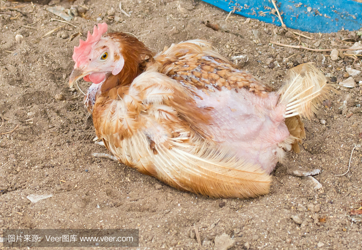 鸡病。